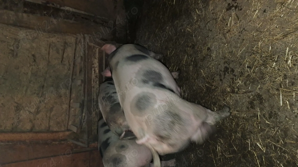 Porci de vanzare între 300 și 90 kg 