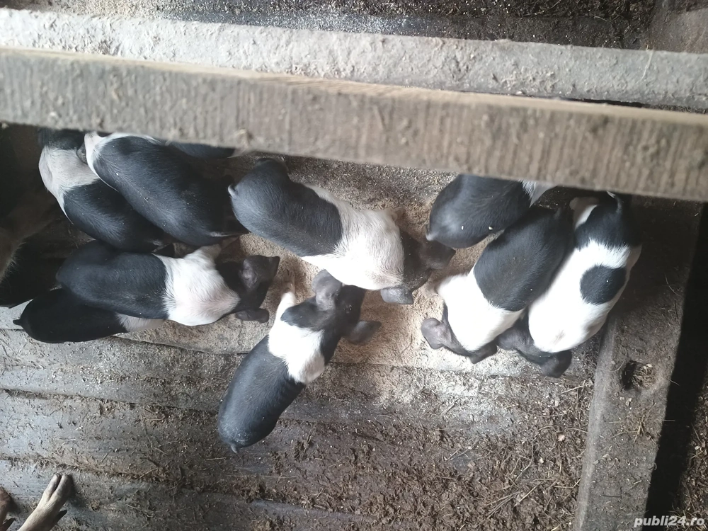 disponibil purcei Bazna 