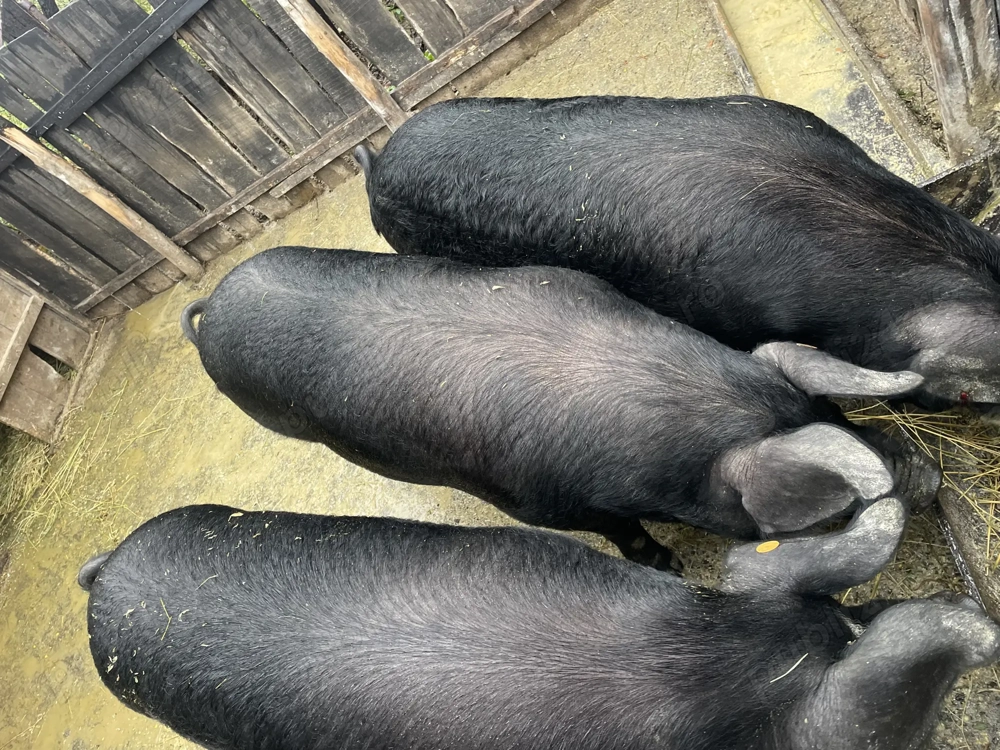 Vând porci îngrășați natural 15lei kg și purcei 8 săptămâni 400lei buc