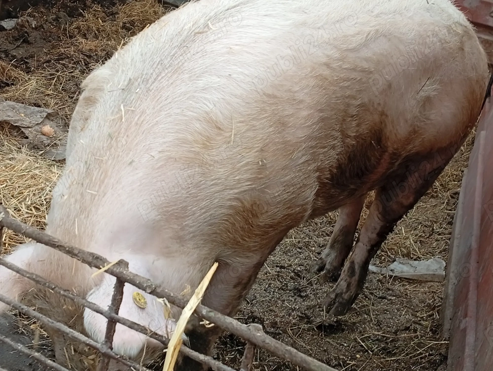 Porci pentru masa de Craciun