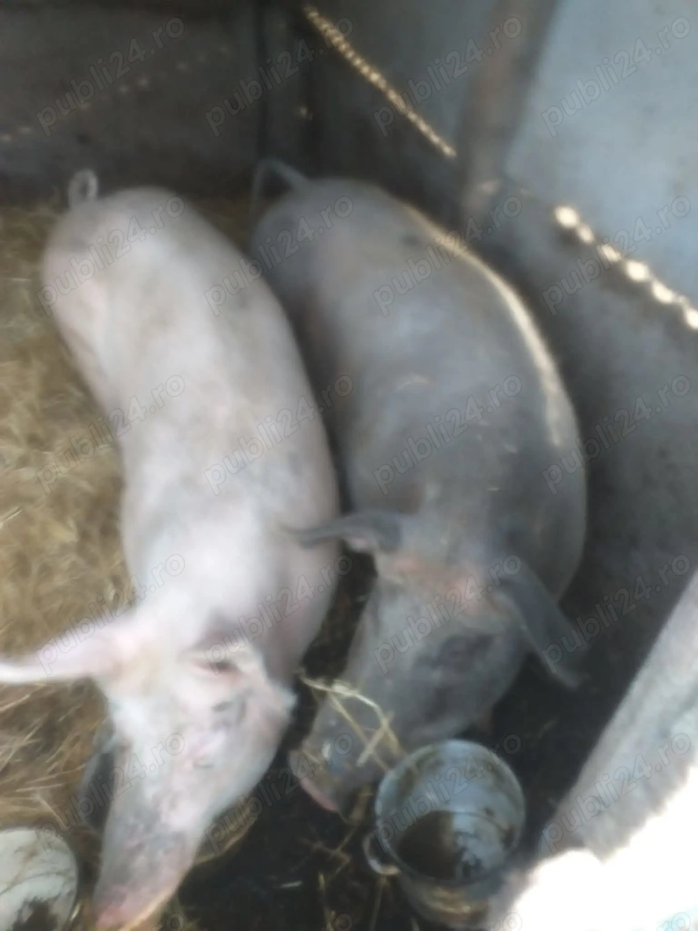 Porci de vanzare....