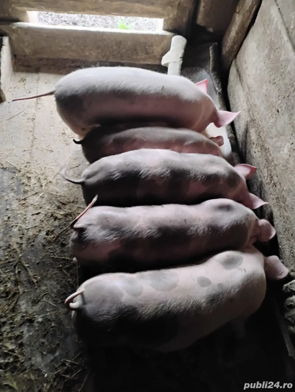 Purcei foarte frumoși 