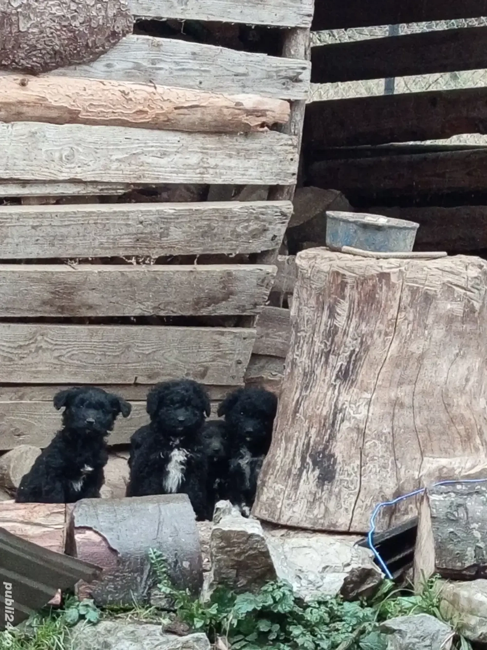 Vand catei rasa Pully Kitia 