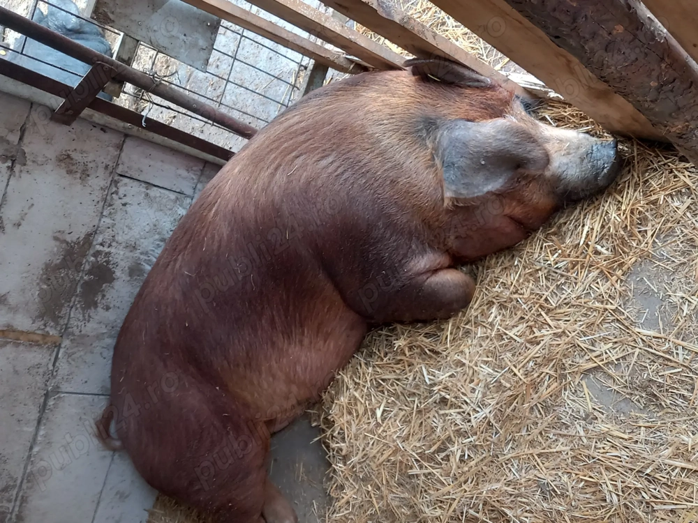 De vanzare porci durok