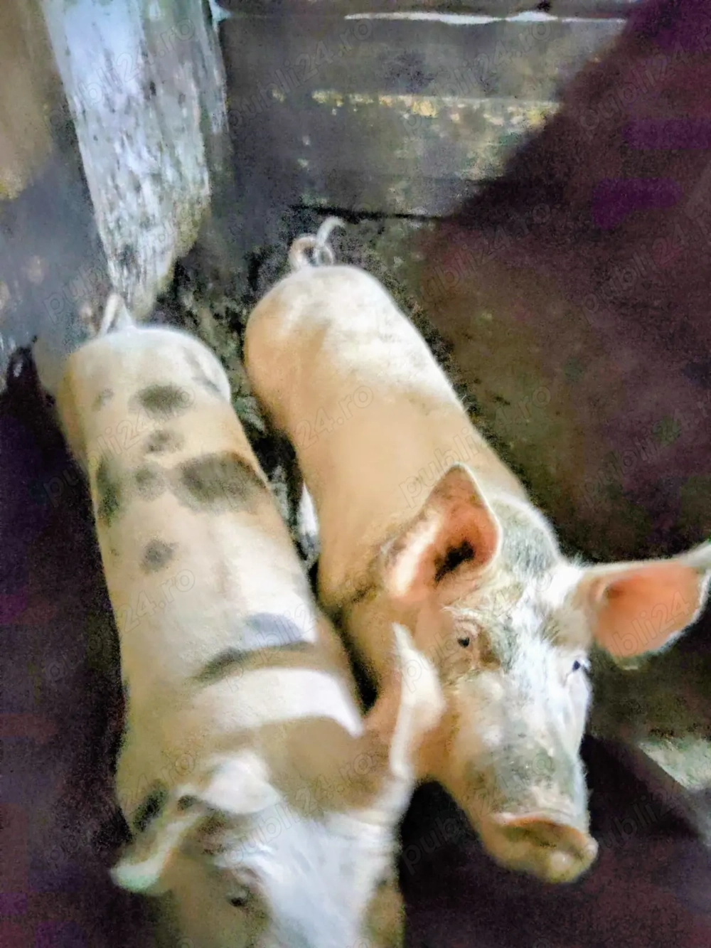 Vând porci Landrace   sănătoși, crescuți natural