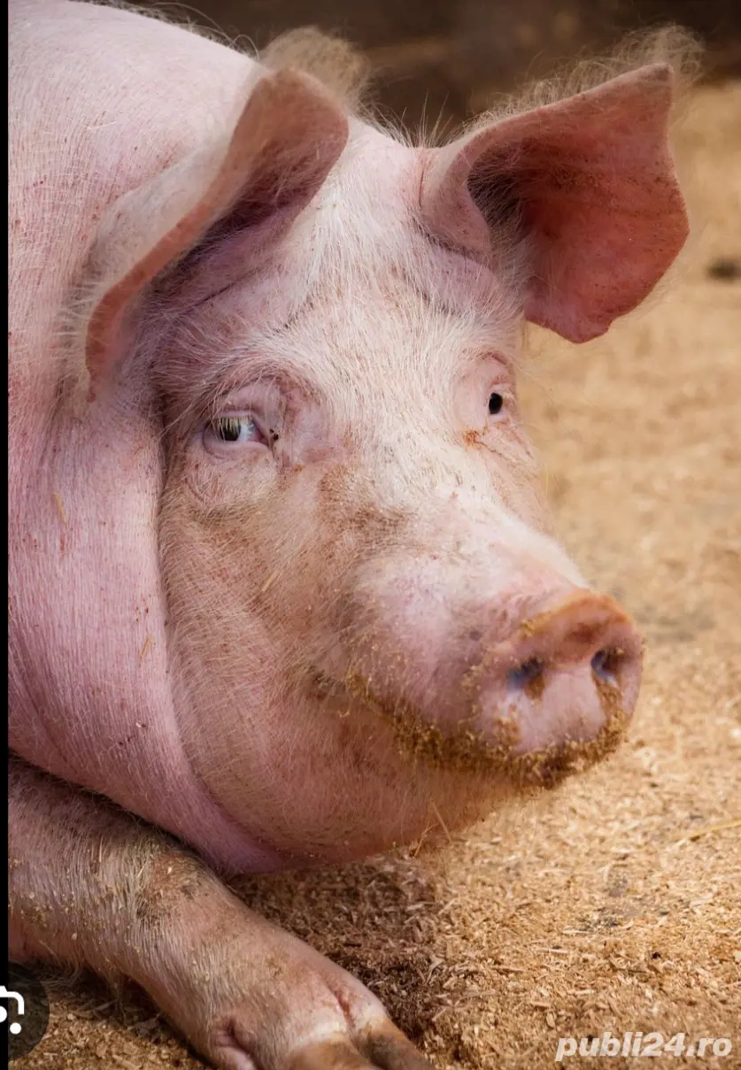 Vand Porci pentru Craciun 