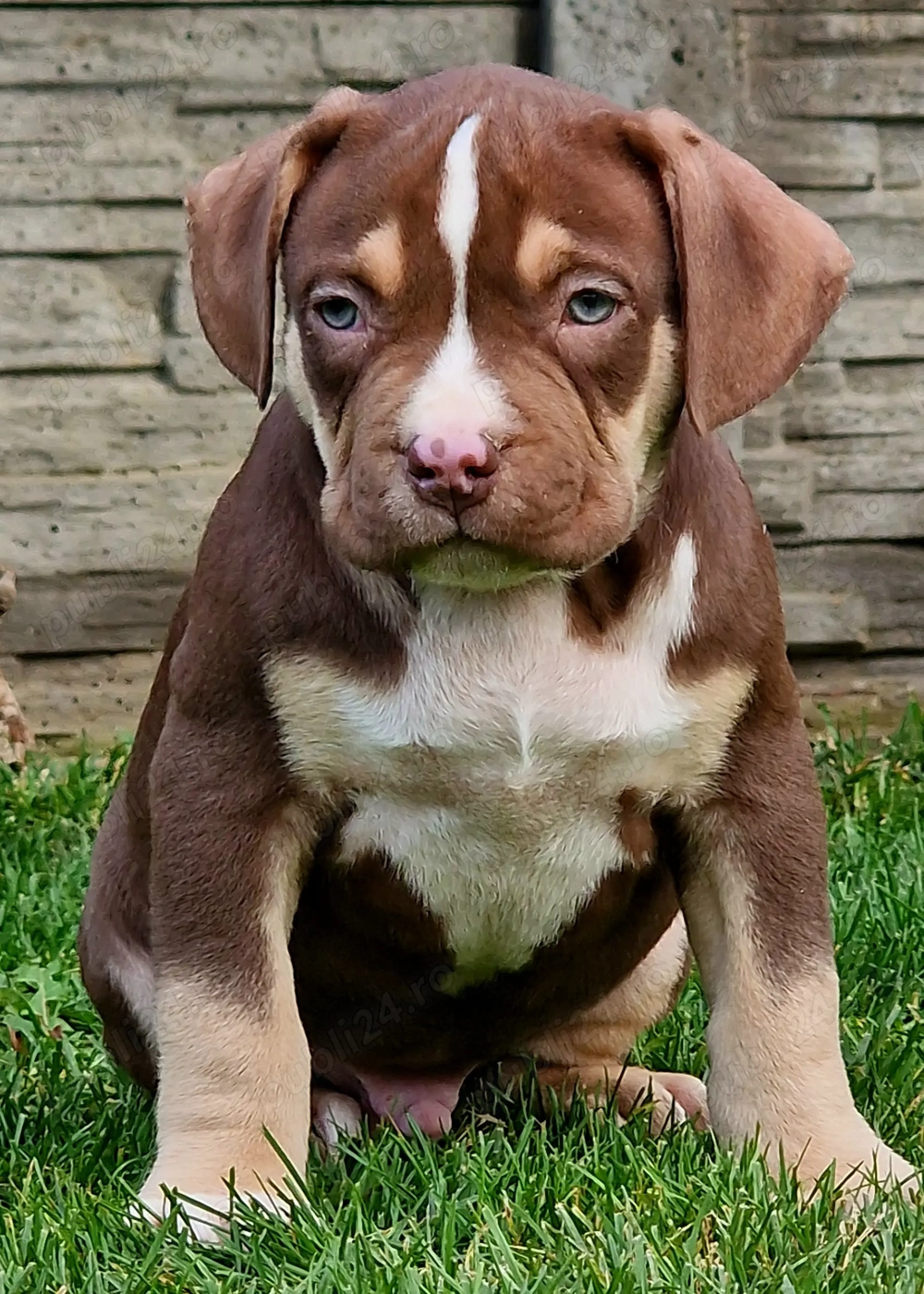 Vand catei American Bully xl 