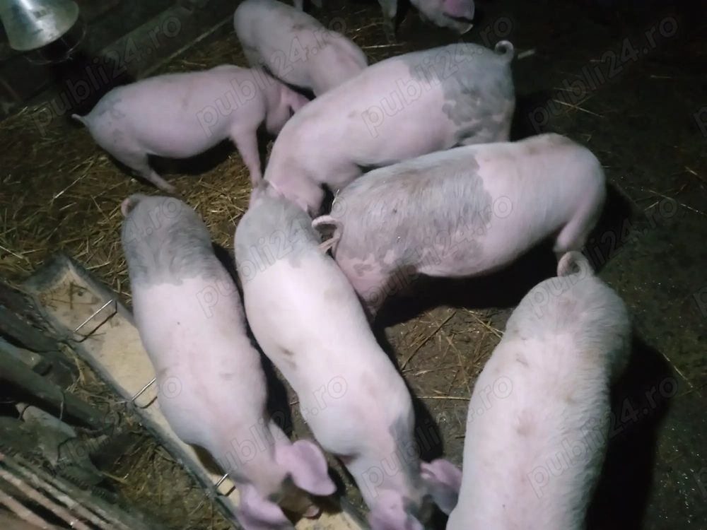 Șoldani 35 kg 13 săptămâni 