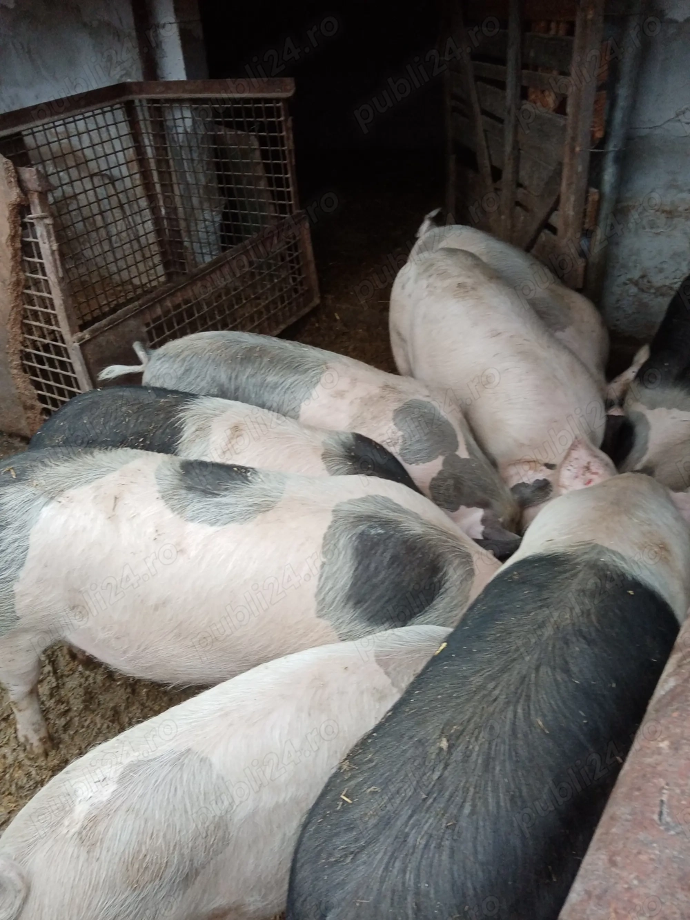 Vand porci pentru Craciun