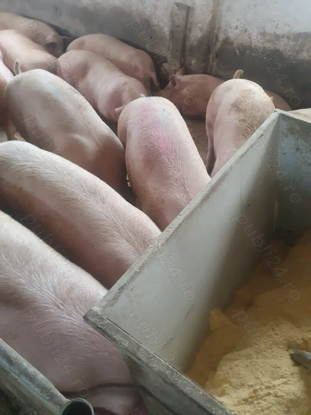 Porci intre 110 -170 kg 12 ron kg