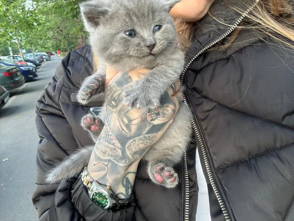 puiuti scotish 7 saptamani