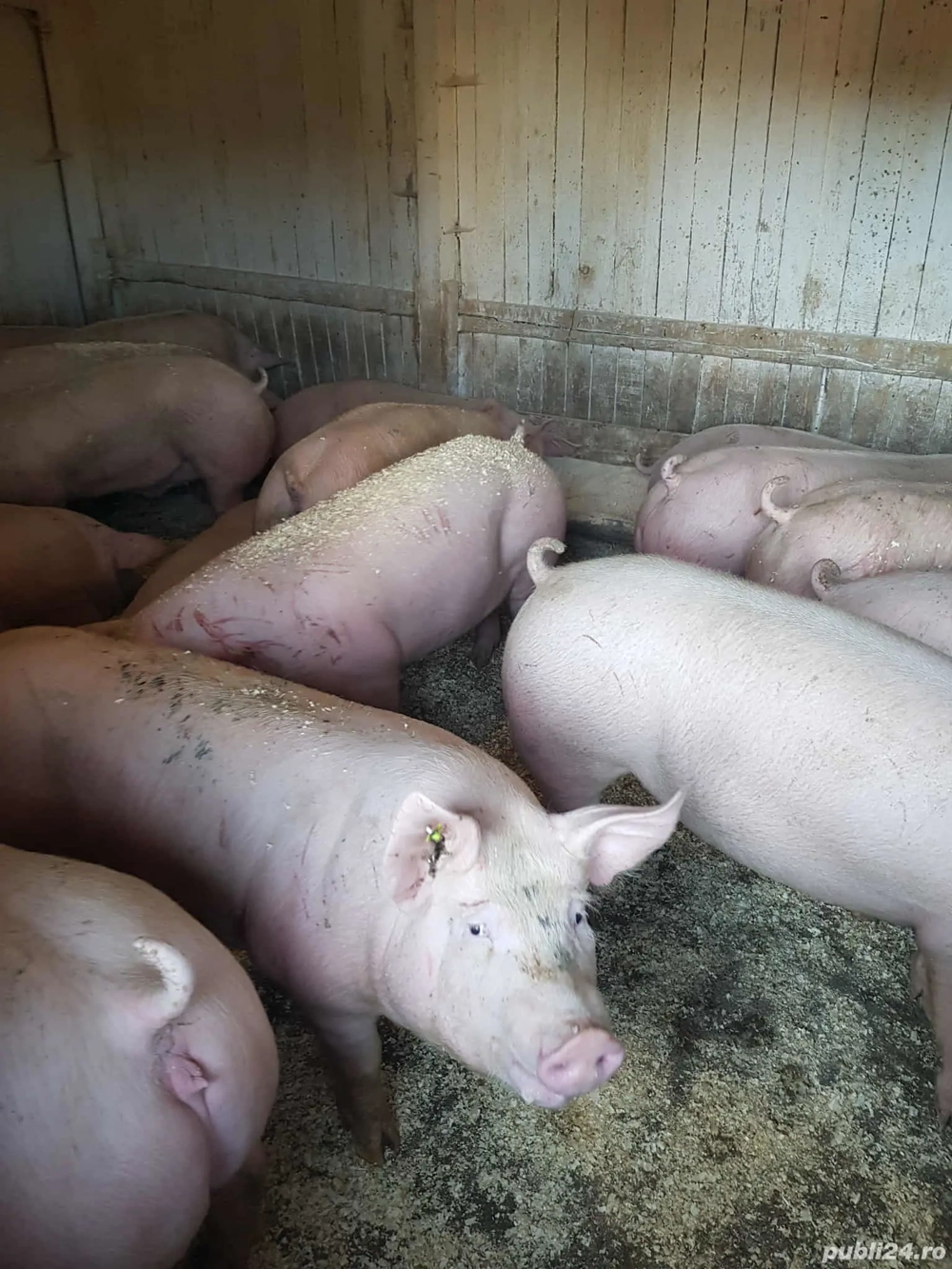 Porci de casa de vanzare 