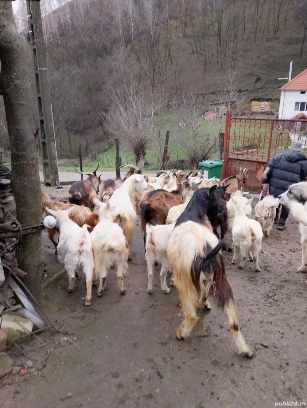 Vind 25 de capre gestante plus 2 țapi 