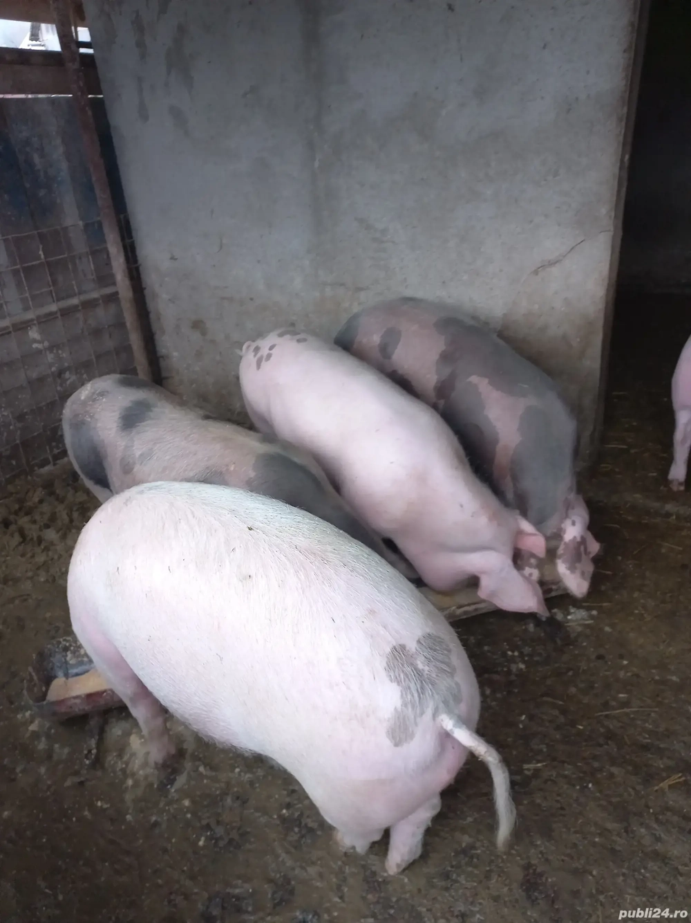 Porci pentru sacrificare 