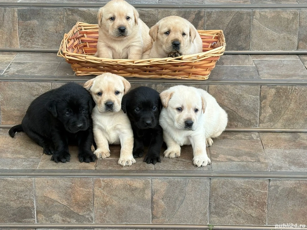 Labradori pui golden si negrii