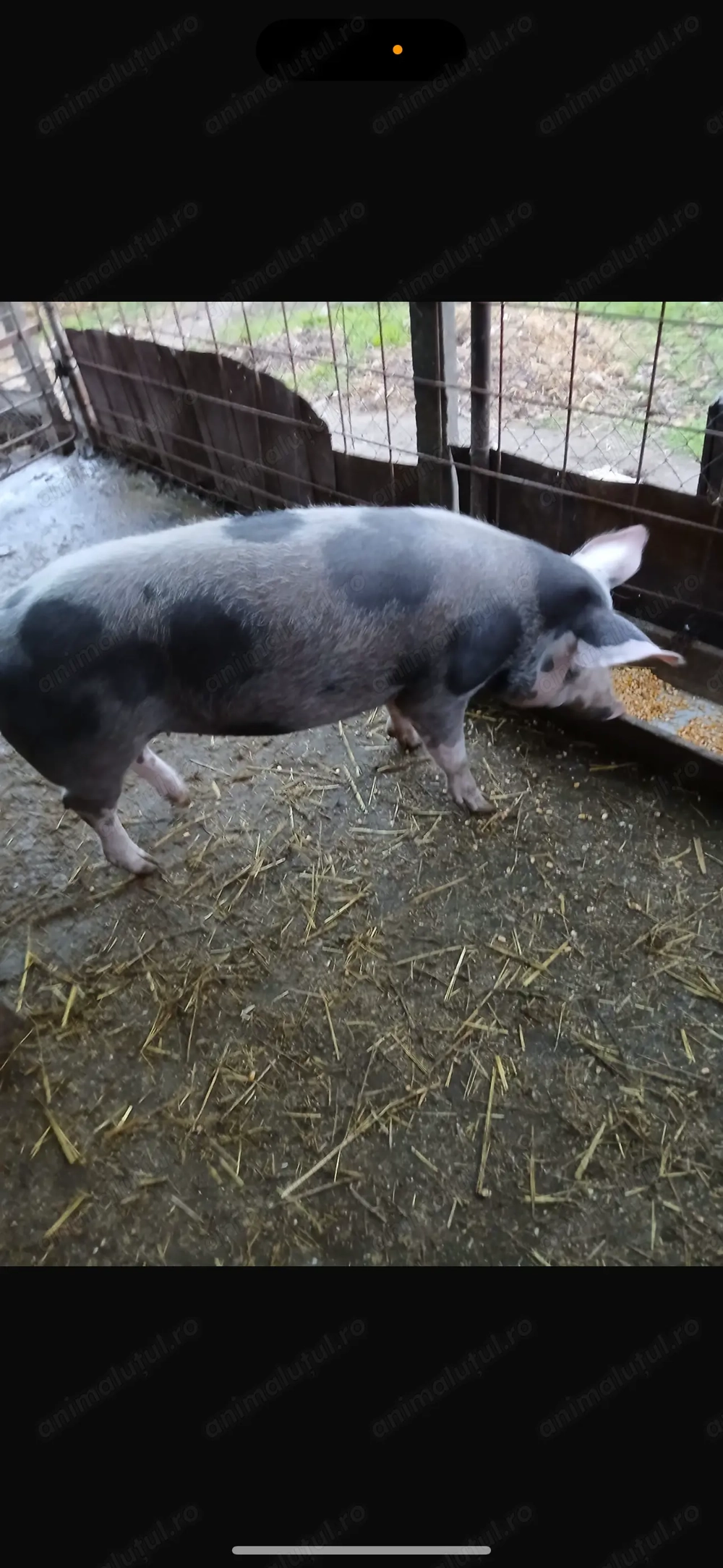 Vând porc rasa pietrain