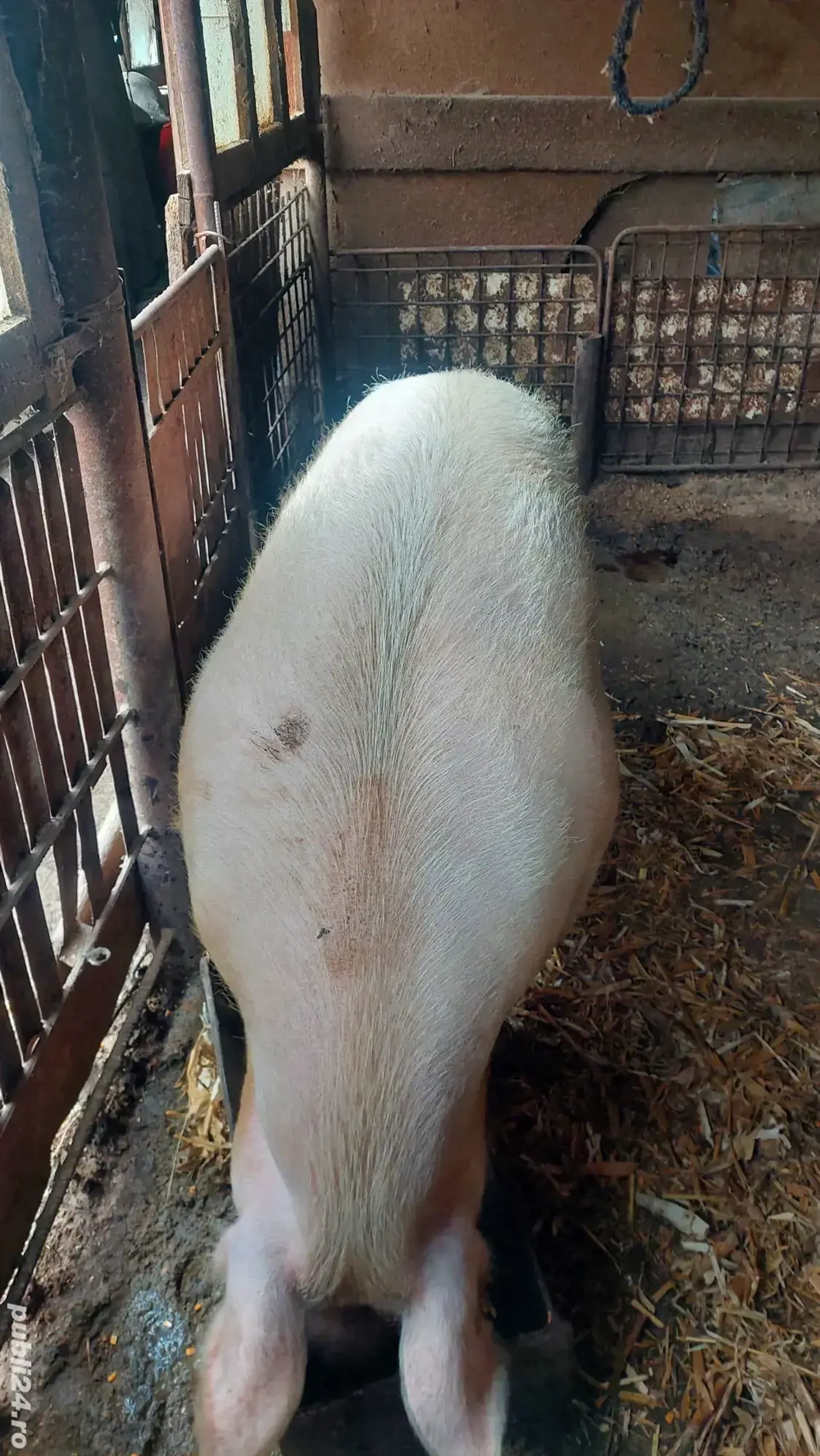 purcea de vânzare de carne