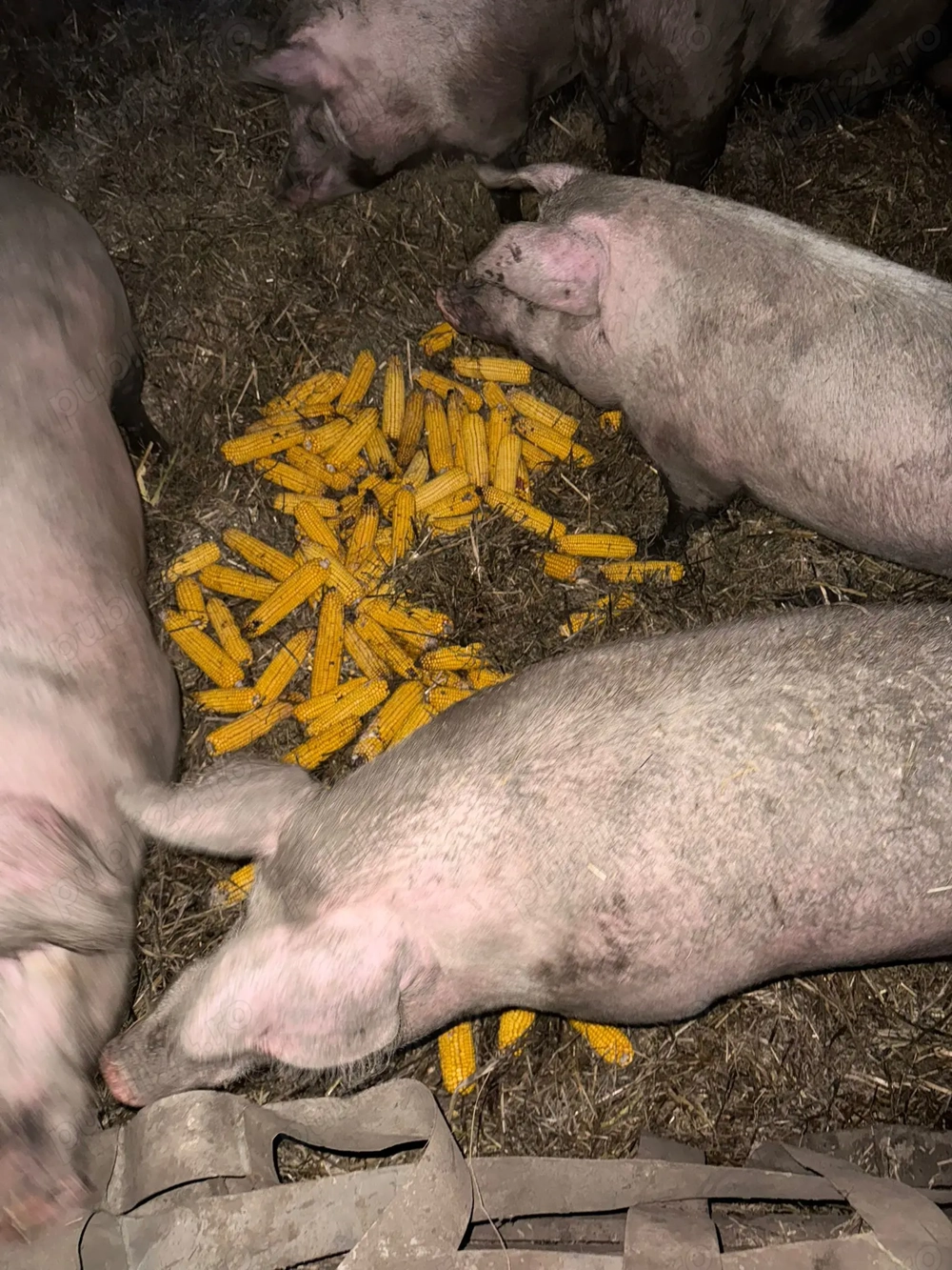 Vând porci rasa Mangalița si Marele Alb cu Pietrain