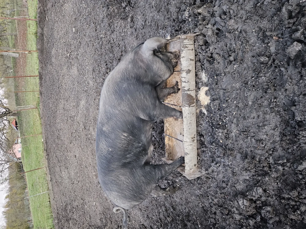 Vand porci pentru sacrificat