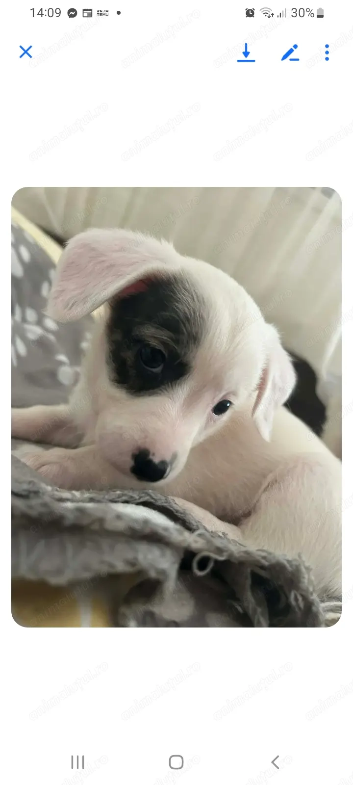 Jack Russell Terrier 
