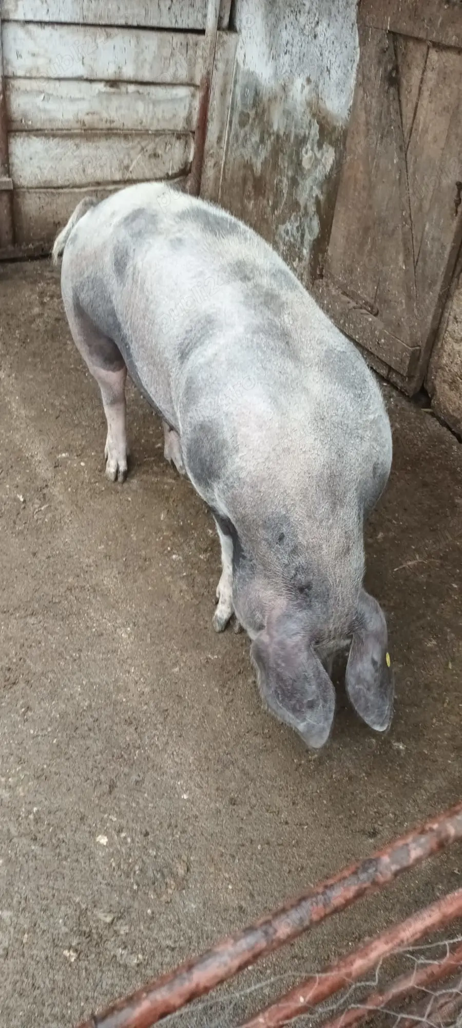 Porc petrean de carne de vanzare