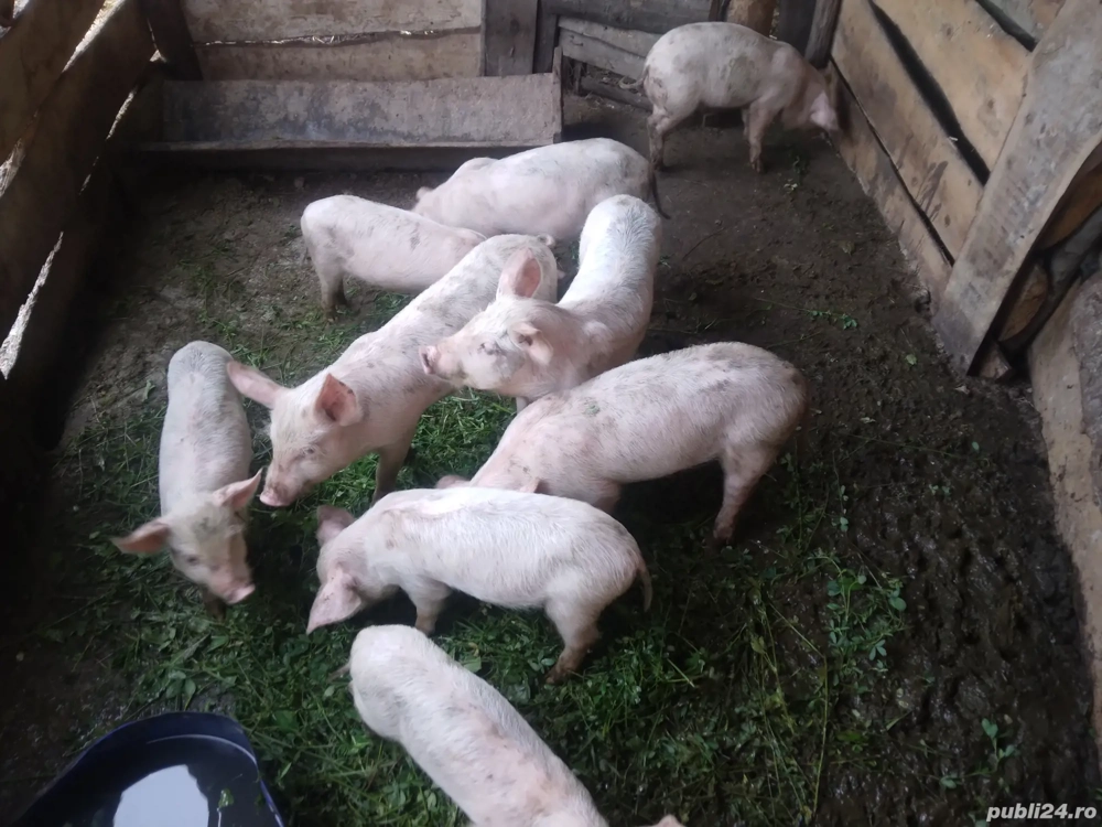 porci crescut natural