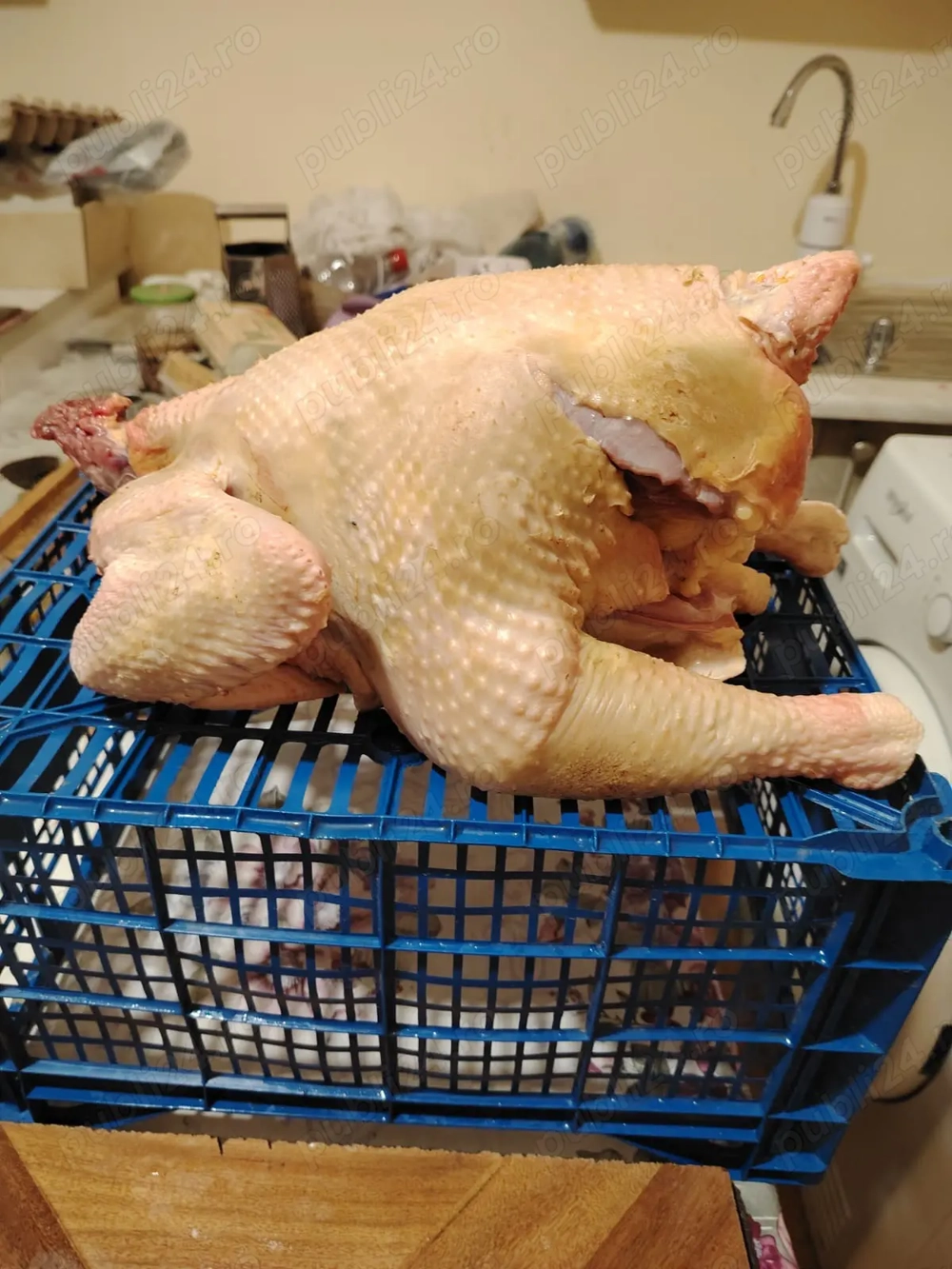 Vand pui de tara crescut bio doar cu cereale 