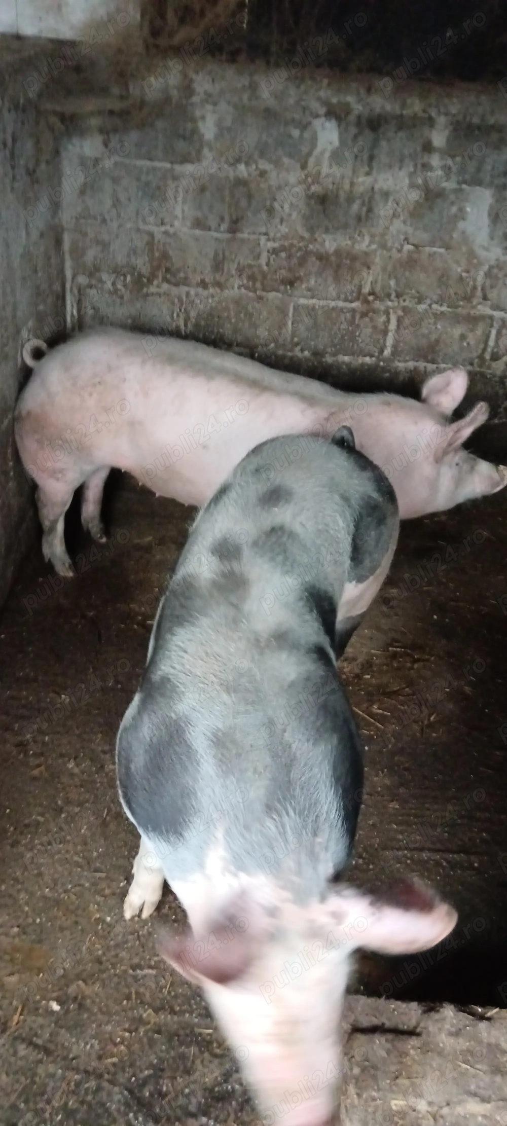Porci de casă 100-115 kg
