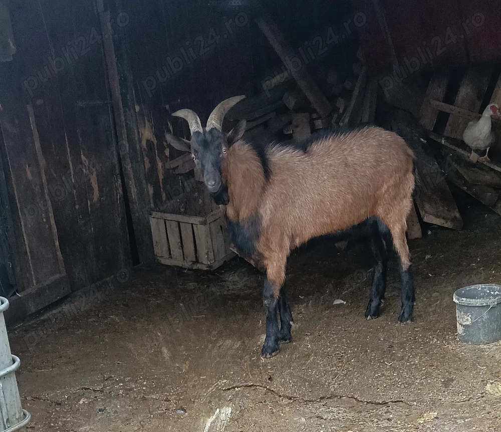 Țap Alpin Francez de vânzare 