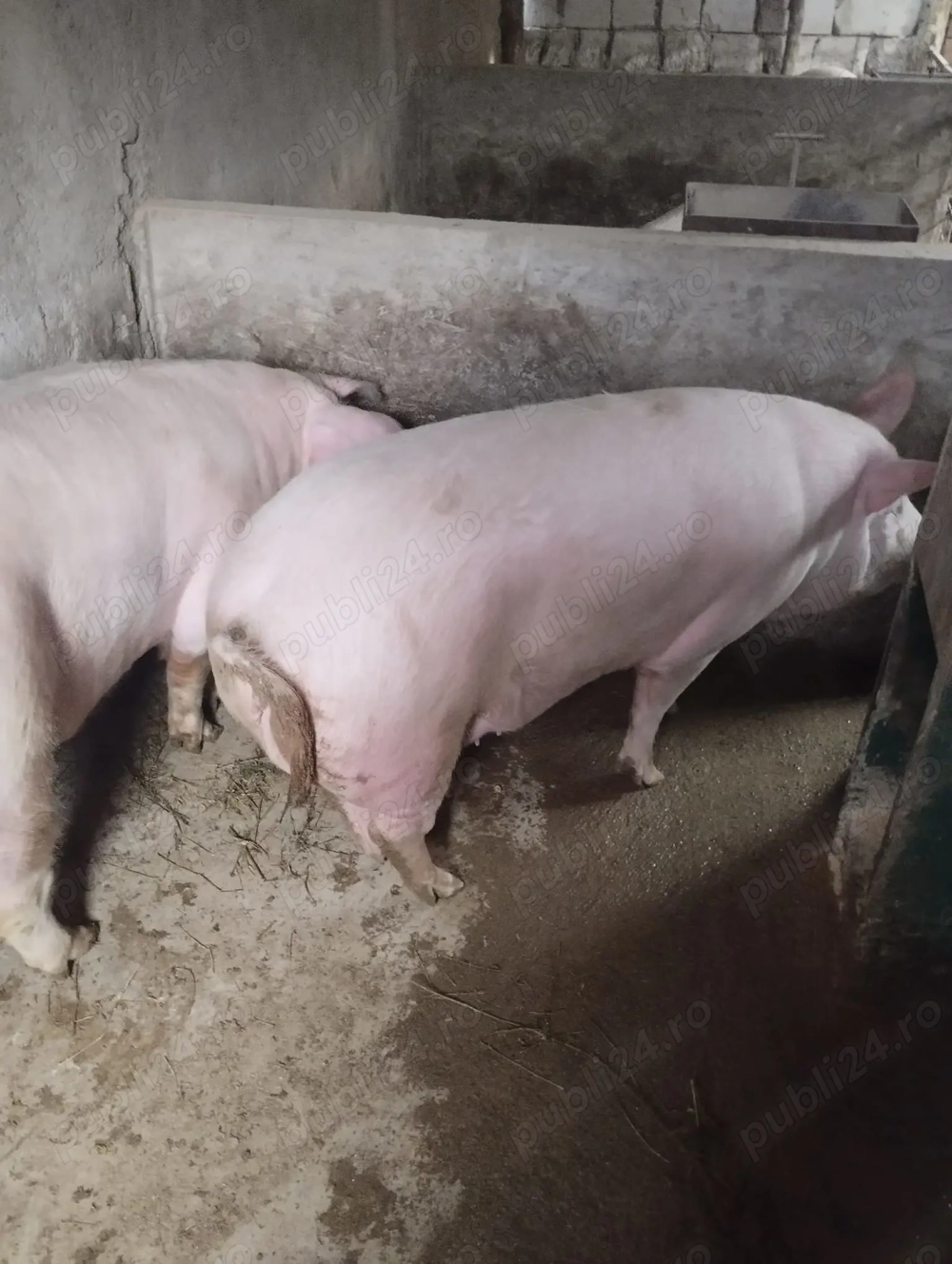 De vânzare  .comuna Maierus jud Brașov 