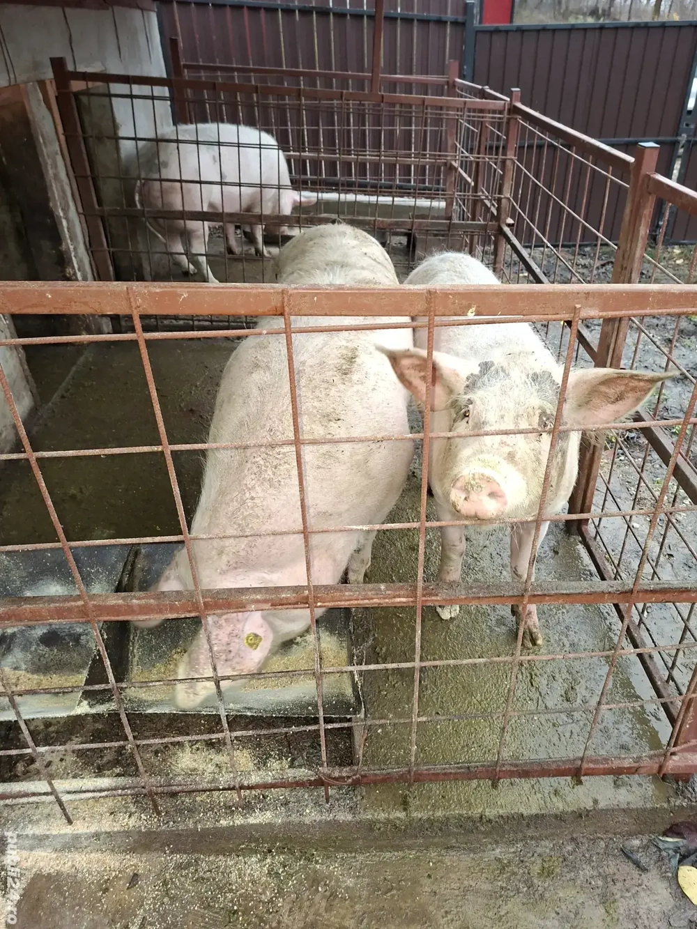 Vand 2 porci 20 lei kg negociabil