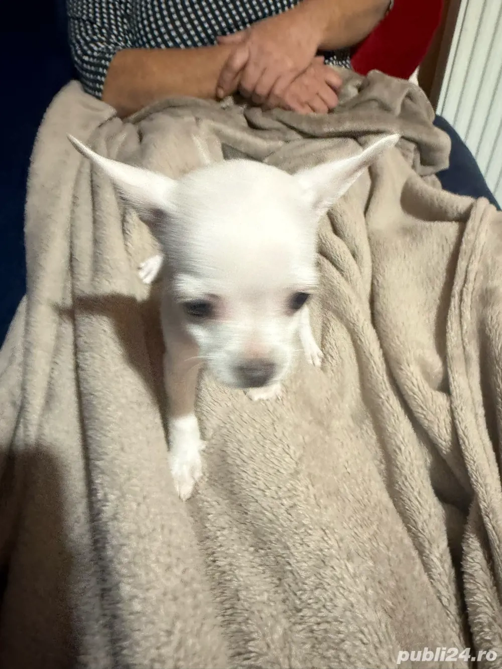 vand catei chihuahua