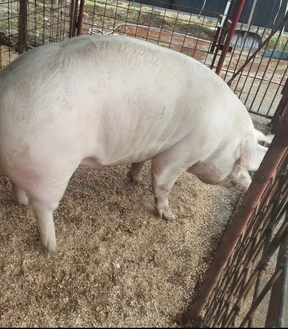 Porci de carne diferite rase 