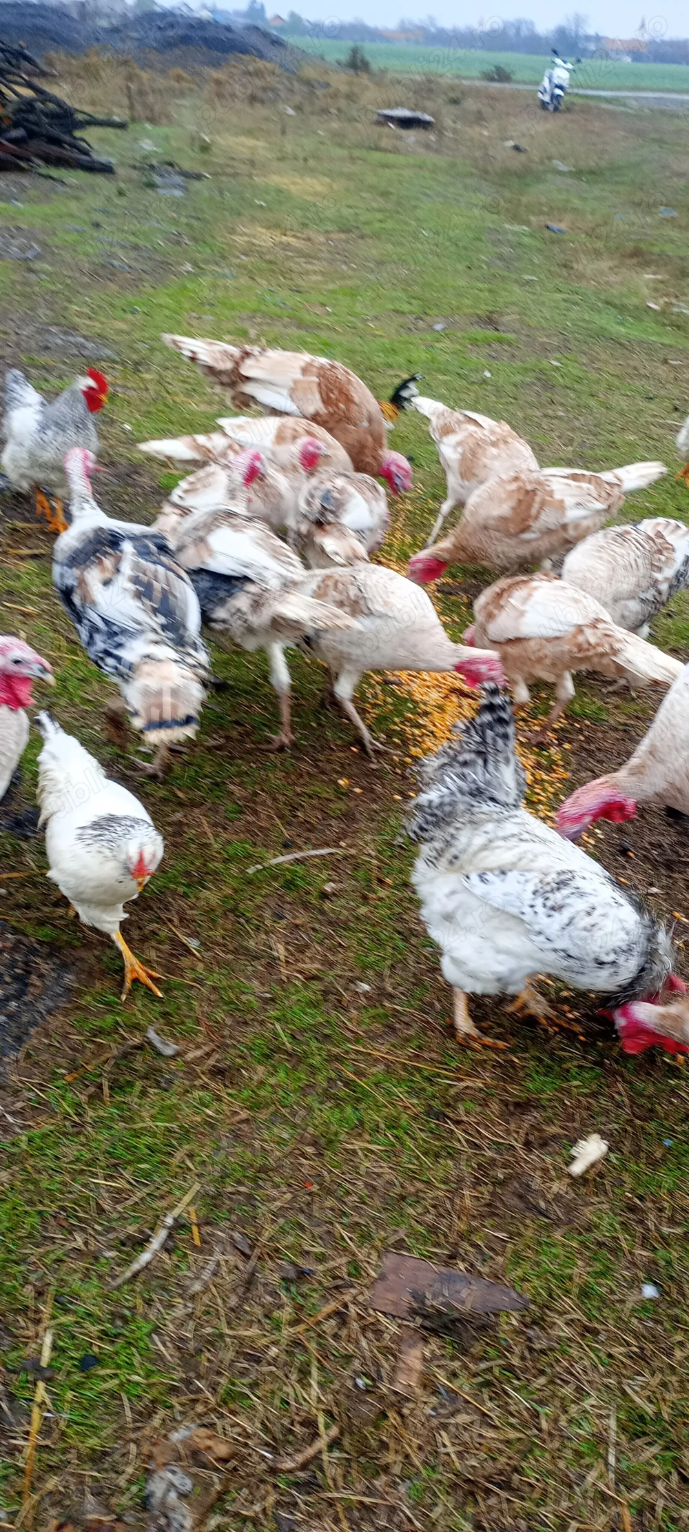 Vând curci și curcani 