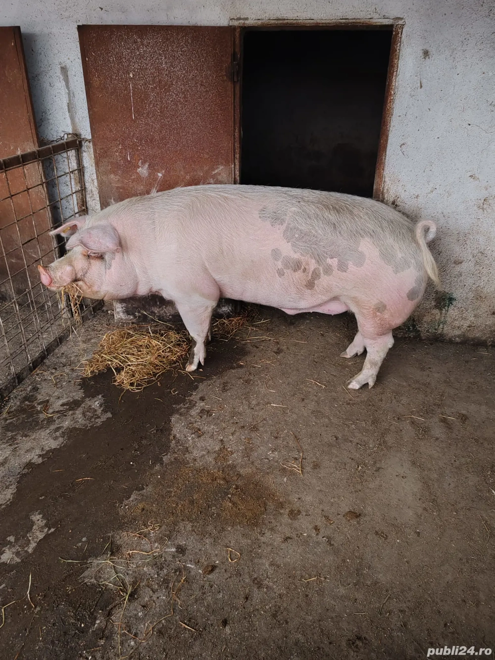 vand porci pt sacrificat