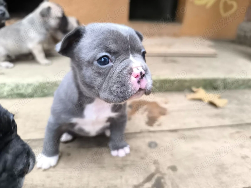 Pui de bulldog francez 