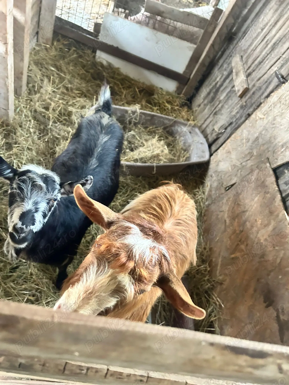 Capra gestantă și tap