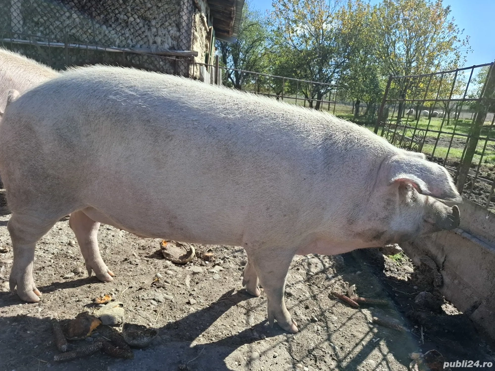 Vând porc crescut natural