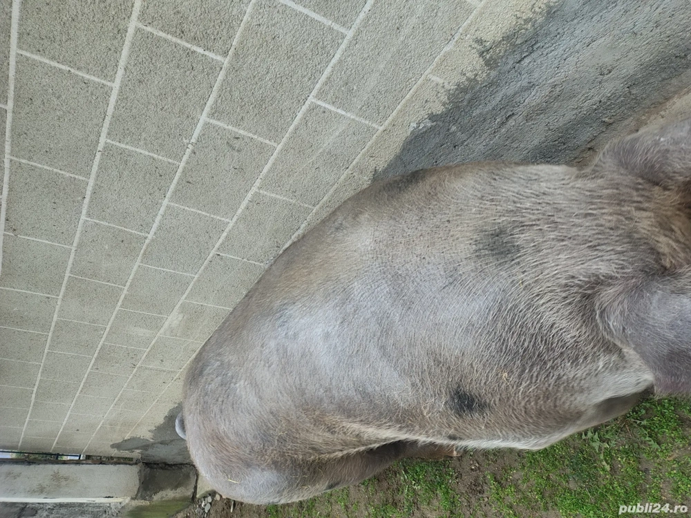 Vând jumătate de purcea 