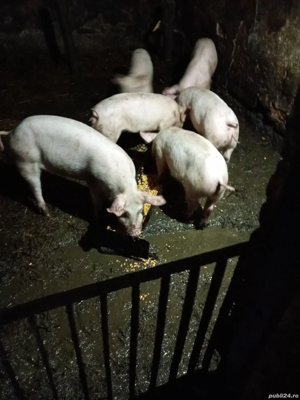 Vând purcei de 4 luni