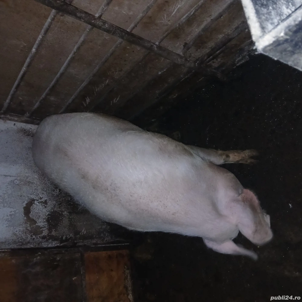 porc de vanzare ! 