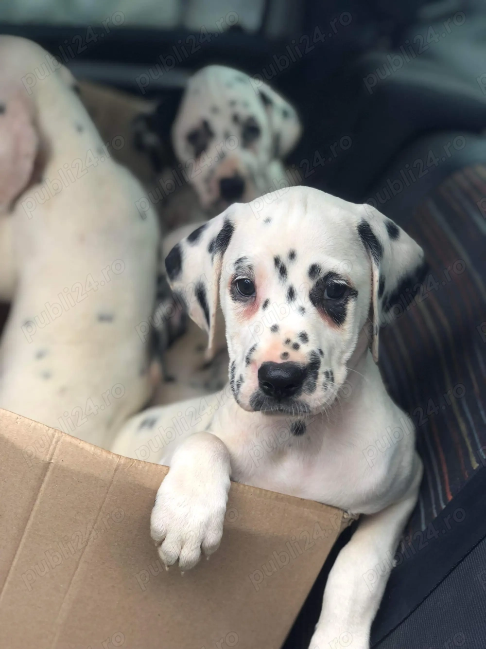 Dalmatian pui de vânzare 