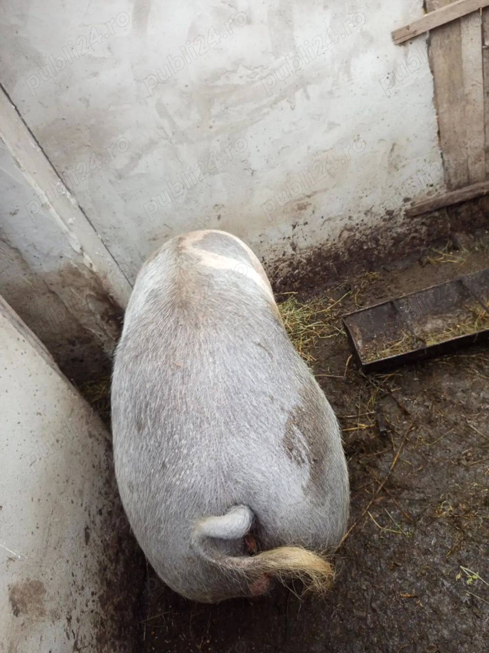 Vând porc pentru sacrificat,relații la telefon, 