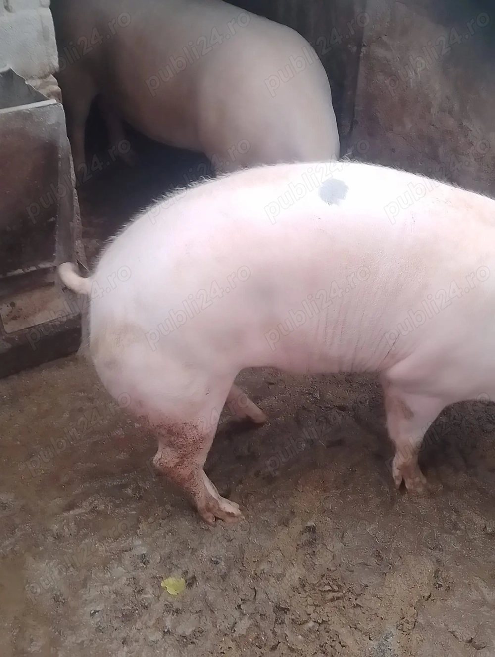 Vând porc 18 lei kg