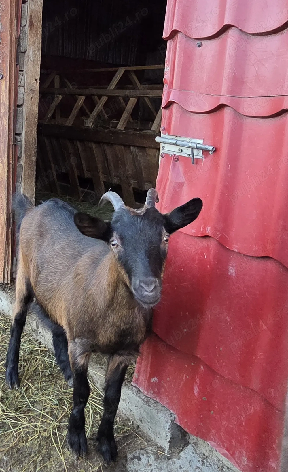 Ieduta alpina franceză de vanzare