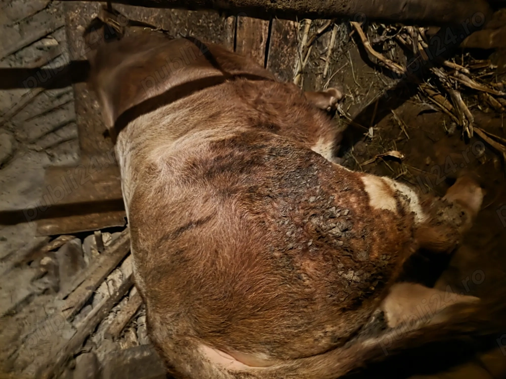 Vând vitel .7000 lei. 450 500kg . Moinesti, Bacau. Tel   