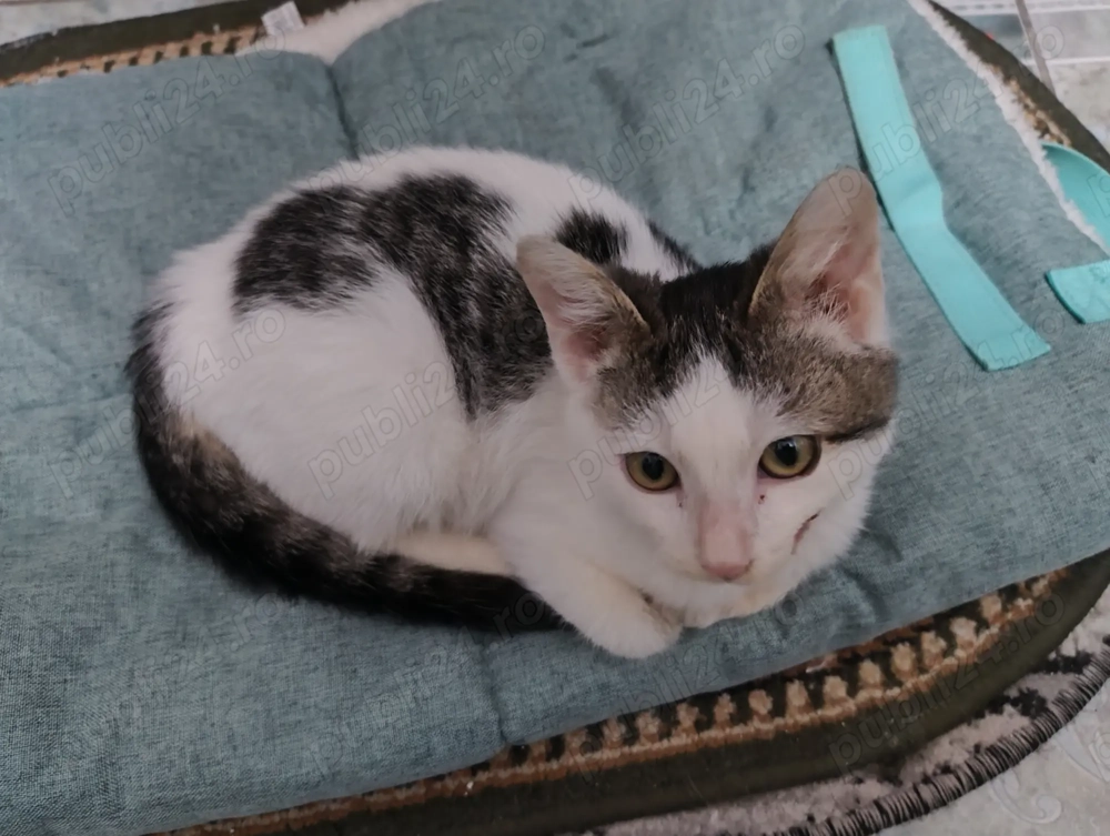 Donez gratis pisoiaș. IASI