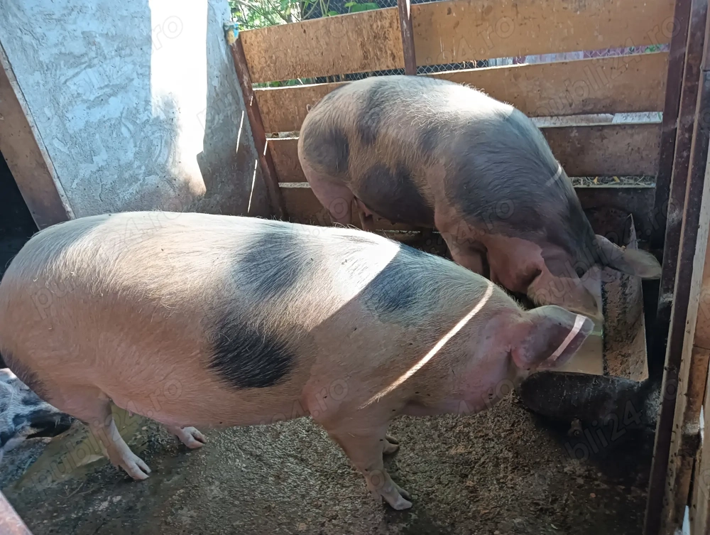 Porci de carne de vânzare 