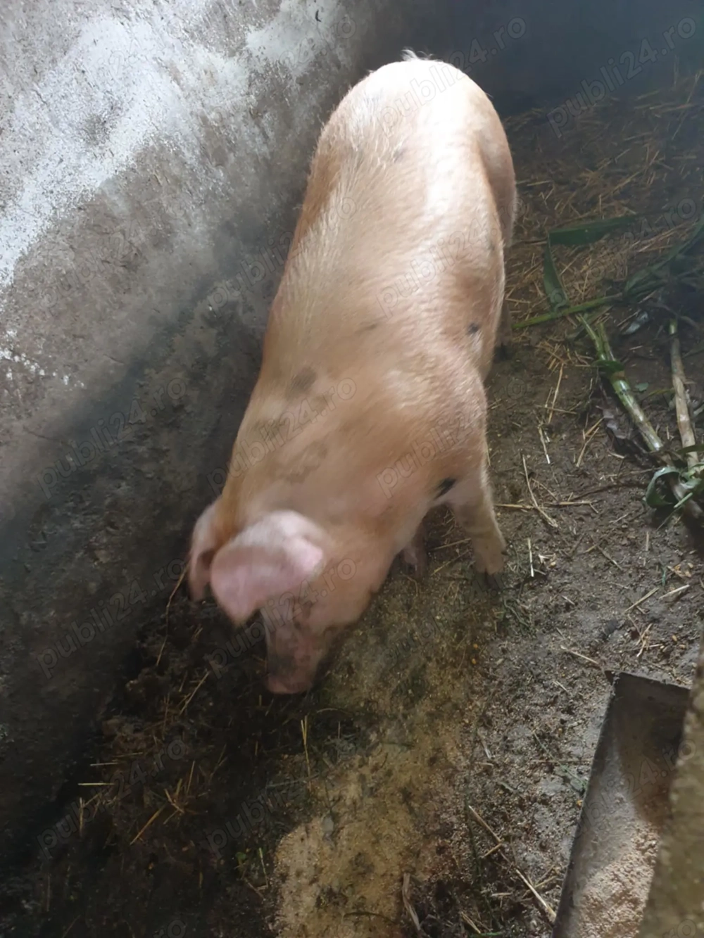 Pietra si duroc