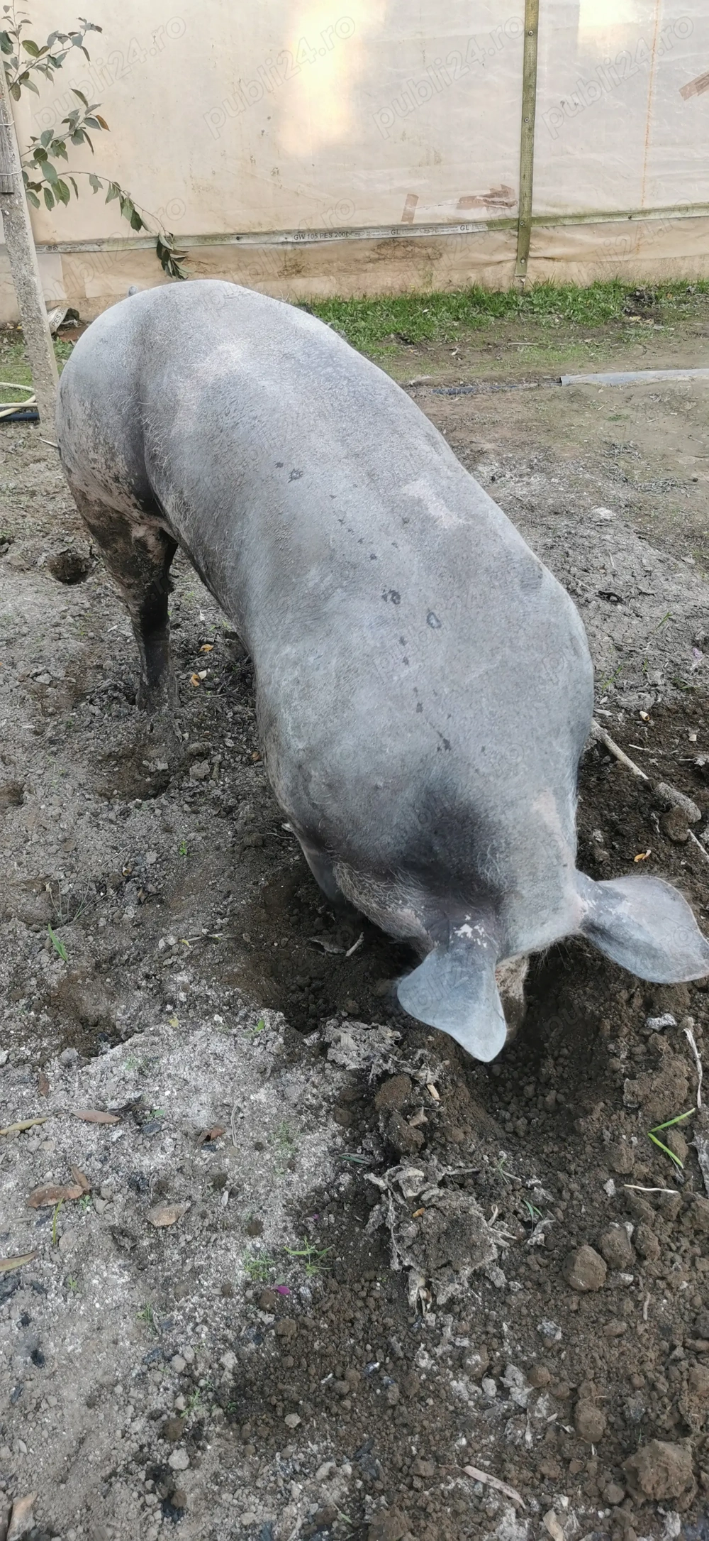 Porc, rasa de carne, chelios!! 